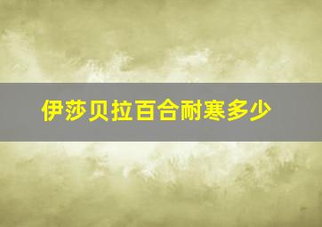 伊莎贝拉百合耐寒多少