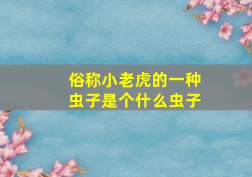 俗称小老虎的一种虫子是个什么虫子