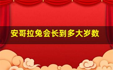 安哥拉兔会长到多大岁数