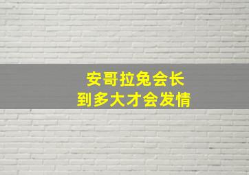 安哥拉兔会长到多大才会发情