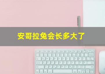 安哥拉兔会长多大了