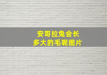 安哥拉兔会长多大的毛呢图片