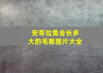 安哥拉兔会长多大的毛呢图片大全