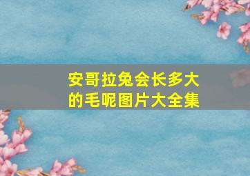 安哥拉兔会长多大的毛呢图片大全集