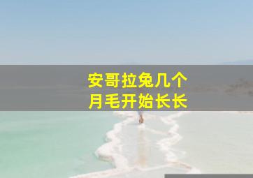 安哥拉兔几个月毛开始长长