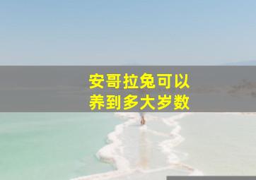 安哥拉兔可以养到多大岁数