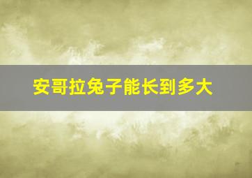 安哥拉兔子能长到多大