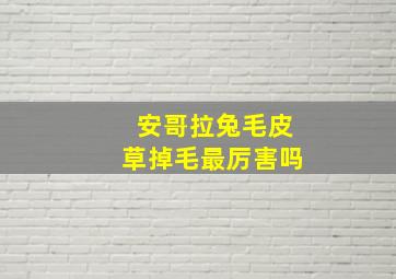 安哥拉兔毛皮草掉毛最厉害吗