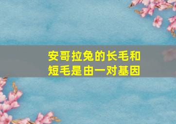 安哥拉兔的长毛和短毛是由一对基因