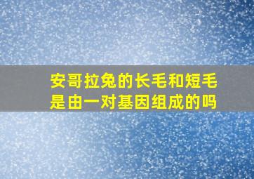 安哥拉兔的长毛和短毛是由一对基因组成的吗