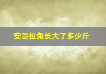 安哥拉兔长大了多少斤