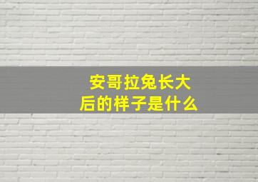 安哥拉兔长大后的样子是什么