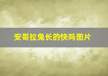 安哥拉兔长的快吗图片