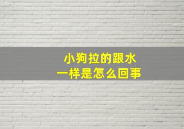 小狗拉的跟水一样是怎么回事