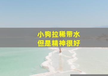 小狗拉稀带水但是精神很好