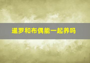 暹罗和布偶能一起养吗