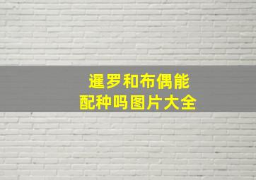 暹罗和布偶能配种吗图片大全