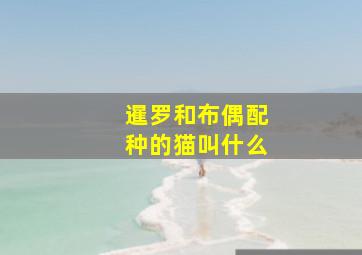 暹罗和布偶配种的猫叫什么