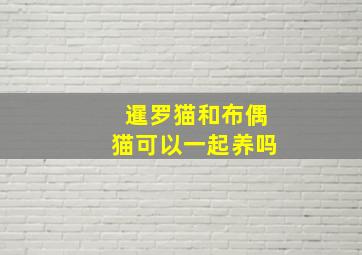 暹罗猫和布偶猫可以一起养吗