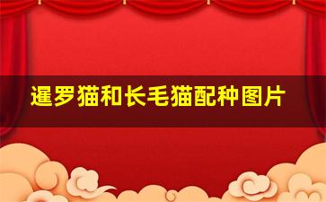 暹罗猫和长毛猫配种图片