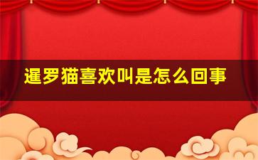 暹罗猫喜欢叫是怎么回事