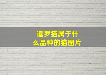 暹罗猫属于什么品种的猫图片