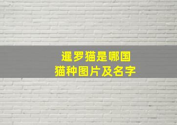 暹罗猫是哪国猫种图片及名字