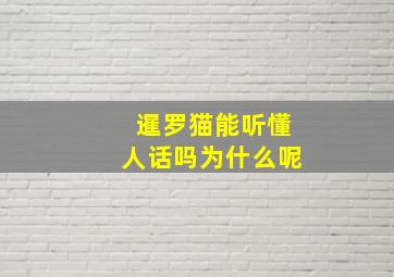 暹罗猫能听懂人话吗为什么呢