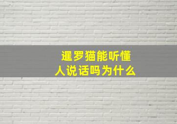 暹罗猫能听懂人说话吗为什么