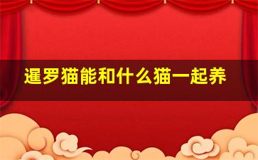 暹罗猫能和什么猫一起养