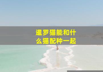 暹罗猫能和什么猫配种一起