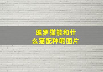 暹罗猫能和什么猫配种呢图片