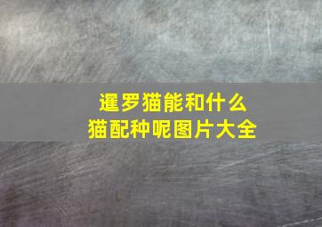 暹罗猫能和什么猫配种呢图片大全