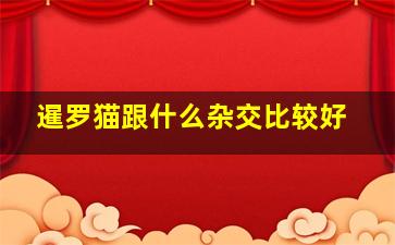 暹罗猫跟什么杂交比较好