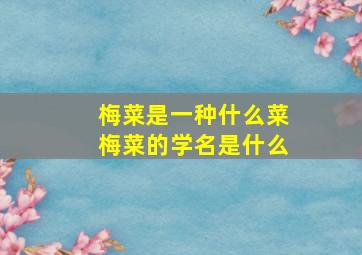 梅菜是一种什么菜梅菜的学名是什么