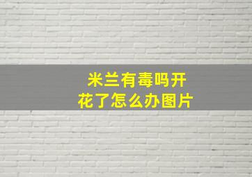 米兰有毒吗开花了怎么办图片