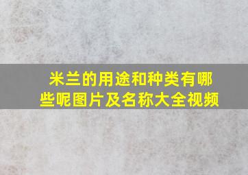 米兰的用途和种类有哪些呢图片及名称大全视频