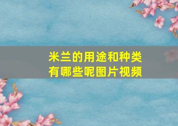 米兰的用途和种类有哪些呢图片视频