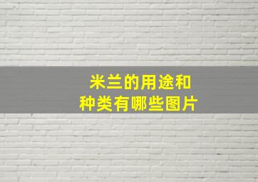 米兰的用途和种类有哪些图片