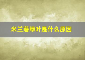 米兰落绿叶是什么原因