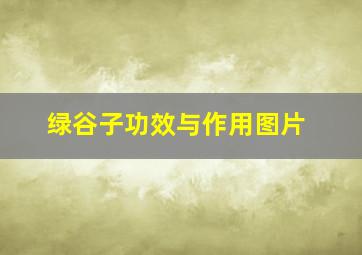 绿谷子功效与作用图片