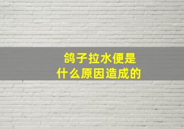 鸽子拉水便是什么原因造成的