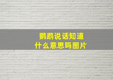 鹦鹉说话知道什么意思吗图片