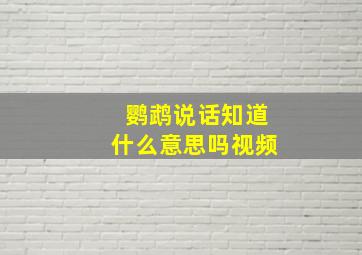 鹦鹉说话知道什么意思吗视频